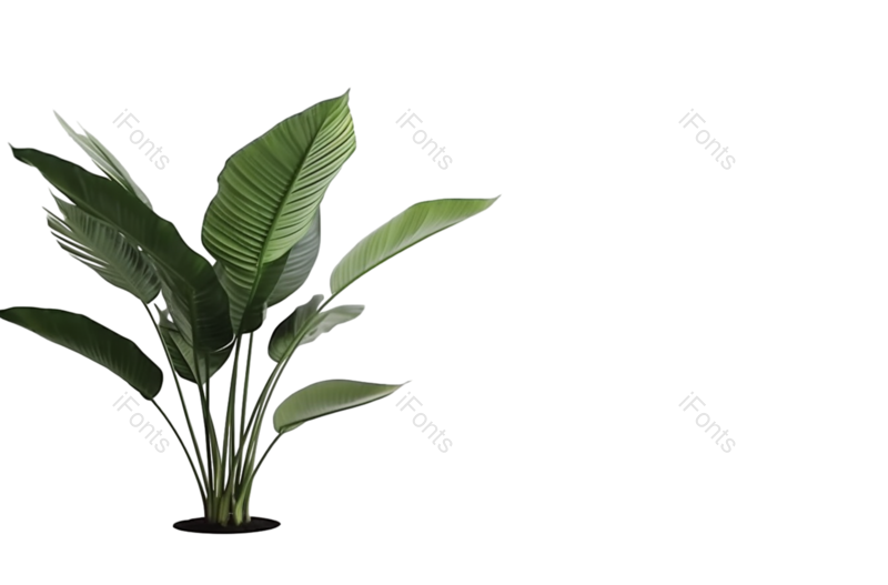 叶子图片,装饰元素,纹理PNG,摄影免抠素材